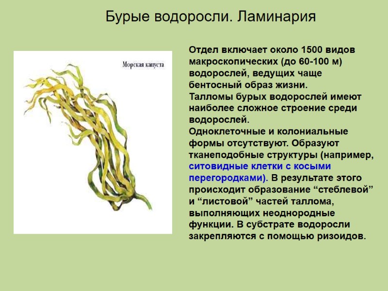 Отдел включает около 1500 видов макроскопических (до 60-100 м) водорослей, ведущих чаще бентосный образ